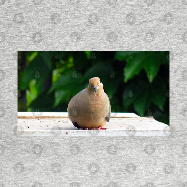 Bird Staring Mourning Dove by BackyardBirder